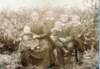vlnrfrouke18901968barberdevries18631943pieterharm18841930geert18881958janboerma18371912jacobus18861964steendamomstreeks1892_small.jpg