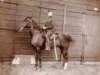albertmulder188119654_small.jpg